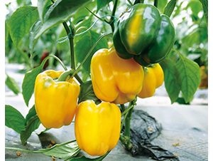 �_��W-�𽷷N��-���շN��