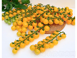 �S��3̖(h��o)-���ѷN��-���շN��