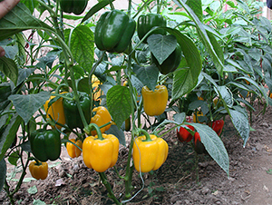 �ʽ�-�����N��-����