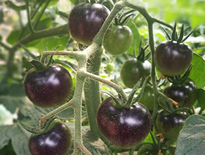 �����\-���ѷN��-����