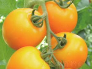 �S�_��6̖(h��o)-���ѷN��-����