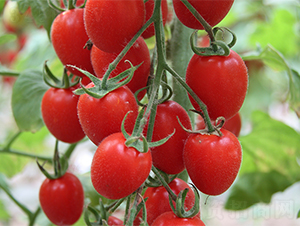 �tţ-���ѷN��-����