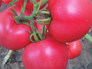 �ʽ�6̖(h��o)-���ѷN��-����