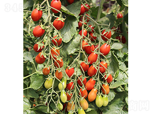 ���r(n��ng)���1̖(h��o)-С���ѷN��-���r(n��ng)�r(n��ng)�I(y��)