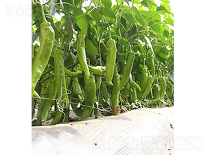 37-89-�����N��-���r(n��ng)�r(n��ng)�I(y��)