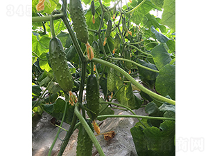 �����̖-�S�ϷN��-���r(n��ng)�r(n��ng)�I(y��)