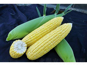 2019-552���׷N��-�r(n��ng)�ƷN��