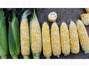 2019-826���׷N��-�r(n��ng)�ƷN��