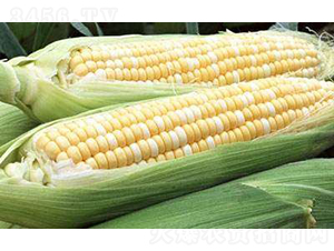 ���y���׷N��-�r(n��ng)�ƷN��