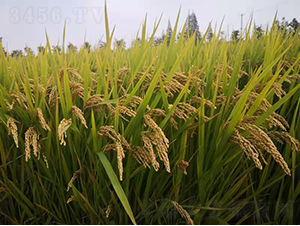 ���㾬106-ˮ���N��-�r�ƷN��