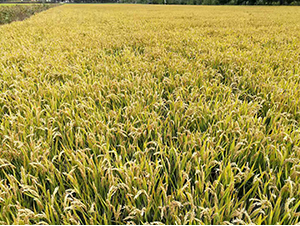 ������ܛ1̖-ˮ���N��-�r�ƷN��