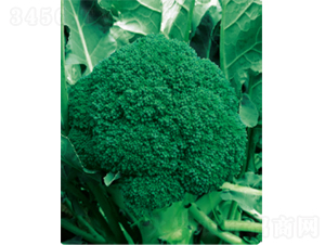 ���G��̖(h��o)��Ҭ�˷N��-�r(n��ng)�ƷN��