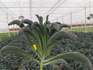 �ڃ�(y��u)���¸��{(l��n)�N��-�r(n��ng)�ƷN��