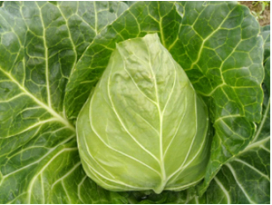 ����158���{(l��n)�N��-�r(n��ng)�ƷN��