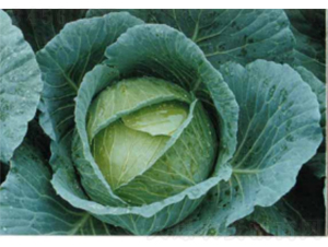 ����16���{(l��n)�N��-�r(n��ng)�ƷN��