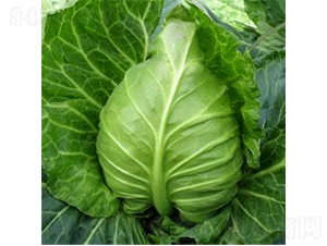 ��(zh��ng)�����{(l��n)�N��-�r(n��ng)�ƷN��