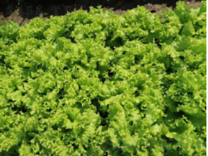 ���x��̖(h��o)��˷N��-�r(n��ng)�ƷN��