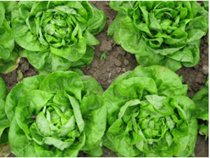 ���xһ̖(h��o)��˷N��-�r(n��ng)�ƷN��