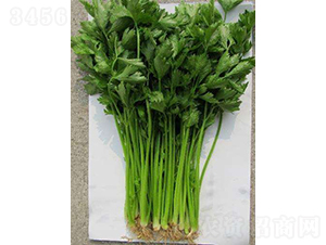 ������һ̖(h��o)-�۲˷N��-�r(n��ng)�ƷN��