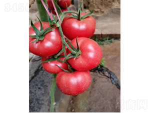 ����K602-���ѷN��-�r(n��ng)�ƷN��