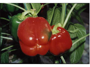 �꽷һ̖-���ѷN��-�r(n��ng)�ƷN��