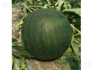 �ڽ�-���ϷN��-�r(n��ng)�ƷN��