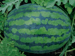 ���׊Wk505-���ϷN��-�r(n��ng)�ƷN��