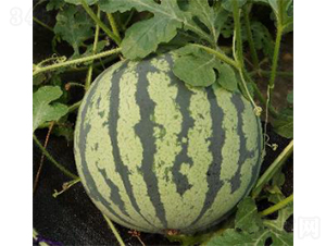 �꿹988-���ϷN��-�r(n��ng)�ƷN��