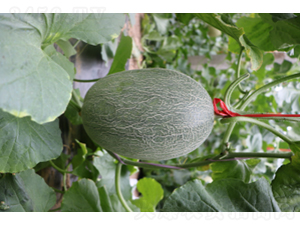 ������25-1-��ϷN��-�r(n��ng)�ƷN��