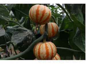 �۹�2̖(h��o)-�ϹϷN��-�r(n��ng)�ƷN��