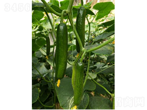 ����609-�S�ϷN��-�r(n��ng)�ƷN��