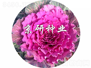 ��ɏ�t2̖(h��o)-���{(l��n)�N��-���зN�I(y��)