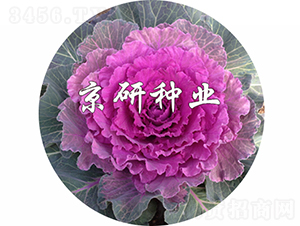 ��ɏ�t3̖(h��o)-���{(l��n)�N��-���зN�I(y��)