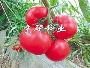 ����103-���ѷN��-���зN�I(y��)