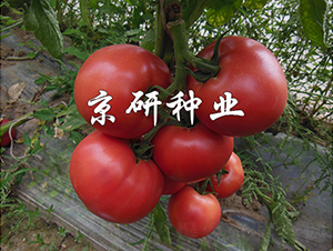 ����105-���ѷN��-���зN�I(y��)