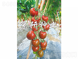 ��������1̖(h��o)-���ѷN��-���зN�I(y��)