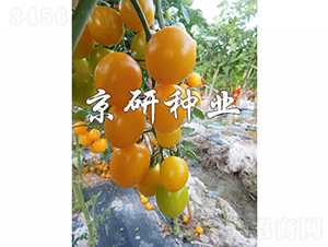 �����S��3̖(h��o)-���ѷN��-���зN�I(y��)