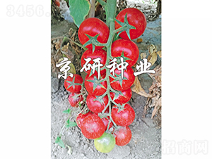 �����t��1̖(h��o)-���ѷN��-���зN�I(y��)