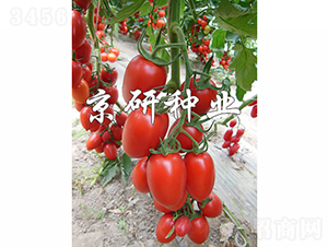 �����t�_2̖(h��o)-���ѷN��-���зN�I(y��)