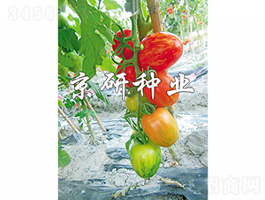 �����в�2̖(h��o)-���ѷN��-���зN�I(y��)