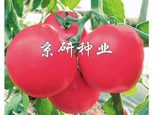 �ɿ�1̖(h��o)-���ѷN��-���зN�I(y��)