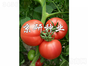 �ɿ�5̖(h��o)-���ѷN��-���зN�I(y��)