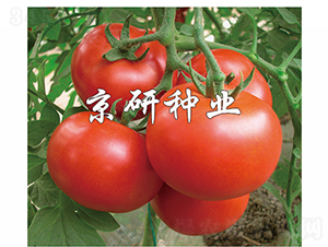 �Ѽt7̖(h��o)-���ѷN��-���зN�I(y��)