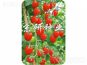 ����6̖(h��o)-���ѷN��-���зN�I(y��)