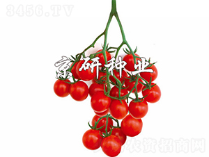 ����1̖(h��o)-���ѷN��-���зN�I(y��)