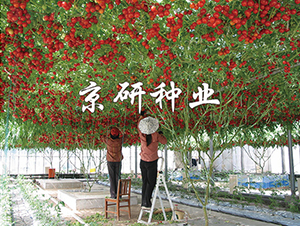 ����6̖(h��o)-���ѷN��-���зN�I(y��)