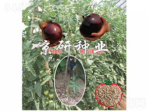 ����1̖(h��o)-���ѷN��-���зN�I(y��)