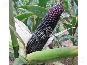 ��Ŵһ̖-���׷N��-����