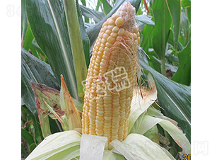 �r(n��ng)�����rŴ-���׷N��-����