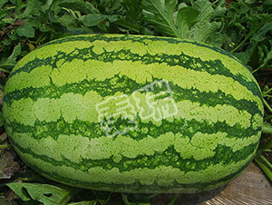 �߿���̖-���ϷN��-����